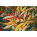 Koi Printed Canvas Painting - Carl's Furniture (Garden City, KS)